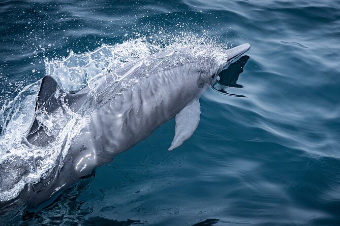 Mobulas and Cetaceans Day Trip - Lunch on the boat or after the water time