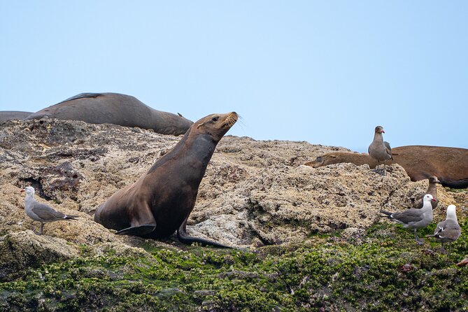 Mobulas and Cetaceans Day Trip - Why the small group matters