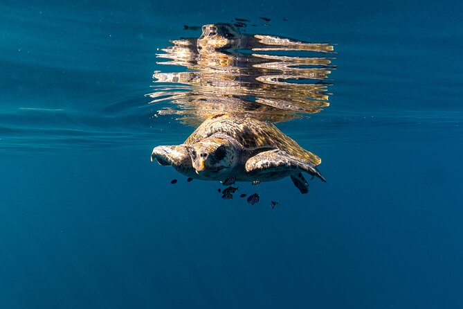 Mobulas and Cetaceans Day Trip - Is $270 a fair price?