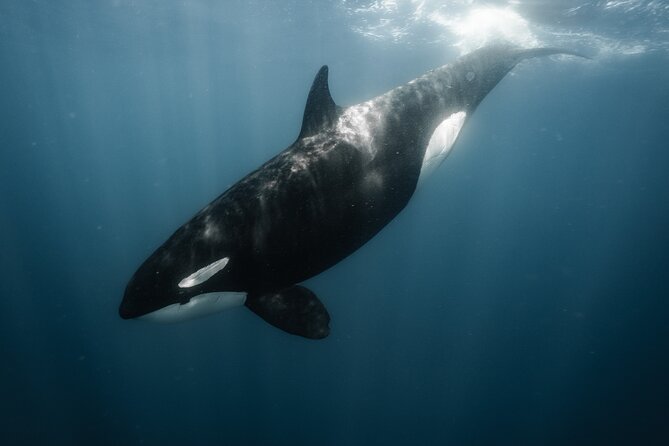 Mobulas and Cetaceans Day Trip - The role of the guide and captain
