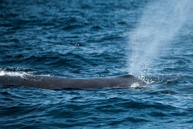 Mobulas and Cetaceans Day Trip - What the wildlife encounter feels like