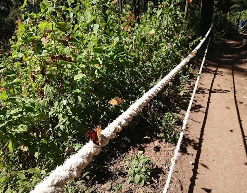 Monarch Butterfly - Leaving Morelia for the eastern mountains