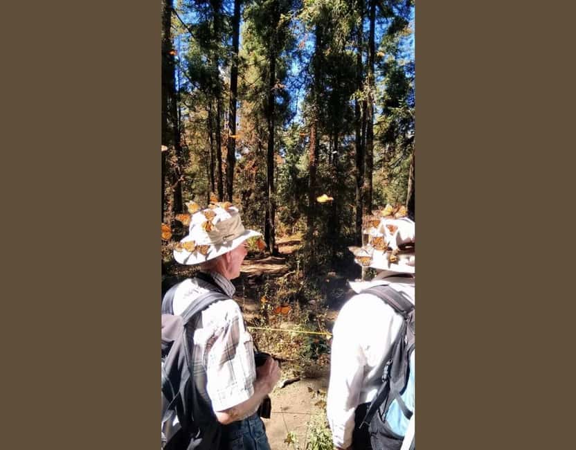 Monarch Butterfly - The two-kilometer walk into the oyamel forest