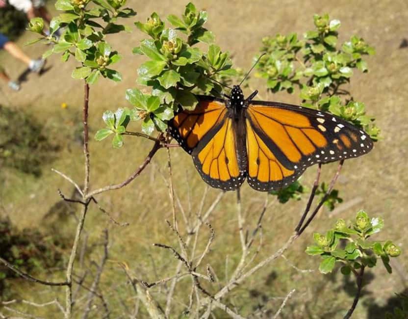 Monarch Butterfly - Practical preparation for the 10-hour outing