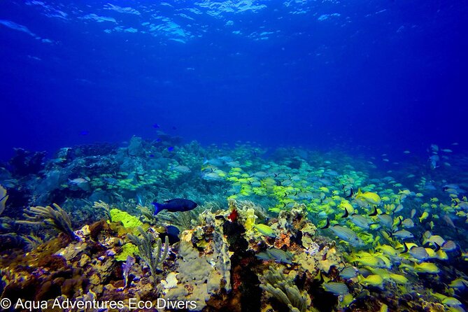 MUSA Museum and Colorful Reef 2 Tank Dive-Certified Divers - Why MUSA is more than an underwater photo stop