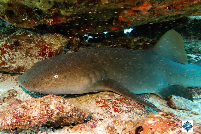 MUSA Museum and Colorful Reef 2 Tank Dive-Certified Divers - Who should book this outing