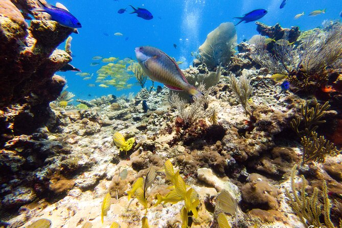 MUSA Museum and Colorful Reef 2 Tank Dive-Certified Divers - Timing, weather, and the practical fine print
