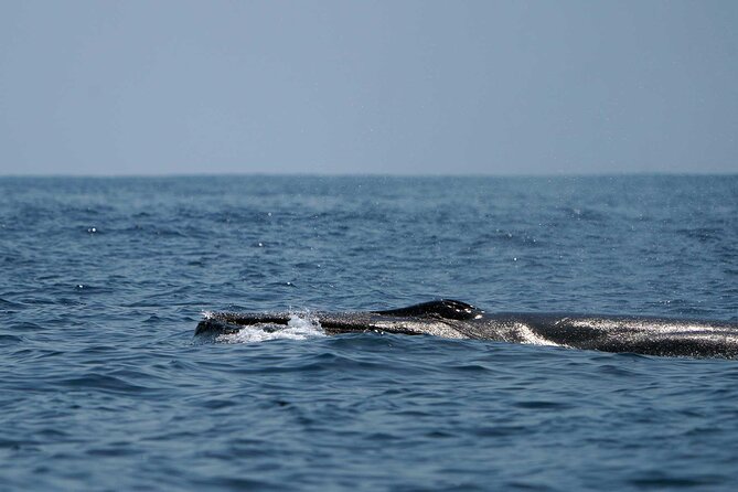 Ocean Eco Adventure with Marine Biologist Guides - The real tradeoff: four hours on open water