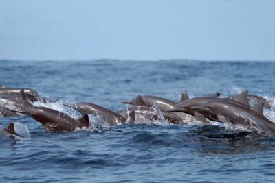 Ocean Eco Adventure with Marine Biologist Guides