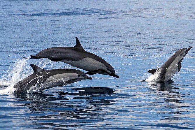 Ocean Eco Adventure with Marine Biologist Guides - Who should book this Huatulco excursion?