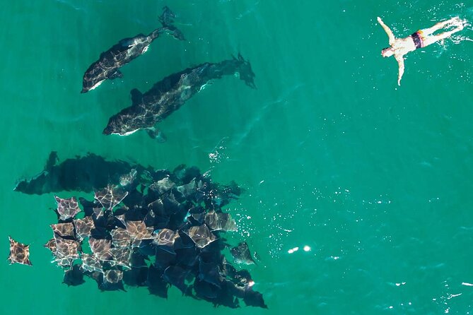 Ocean Safari: Sea Lions, Mobula Rays, Dolphins, Orcas & Whales - Wildlife respect is part of the value