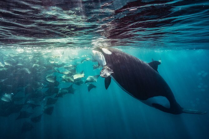Ocean Safari: Sea Lions, Mobula Rays, Dolphins, Orcas & Whales - What entering the water really requires