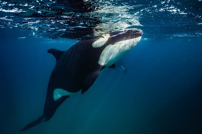 Ocean Safari: Sea Lions, Mobula Rays, Dolphins, Orcas & Whales - The small boat and the five-hour rhythm