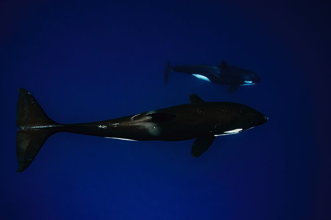 Ocean Safari: Sea Lions, Mobula Rays, Dolphins, Orcas & Whales - Price and what you receive for $179.22