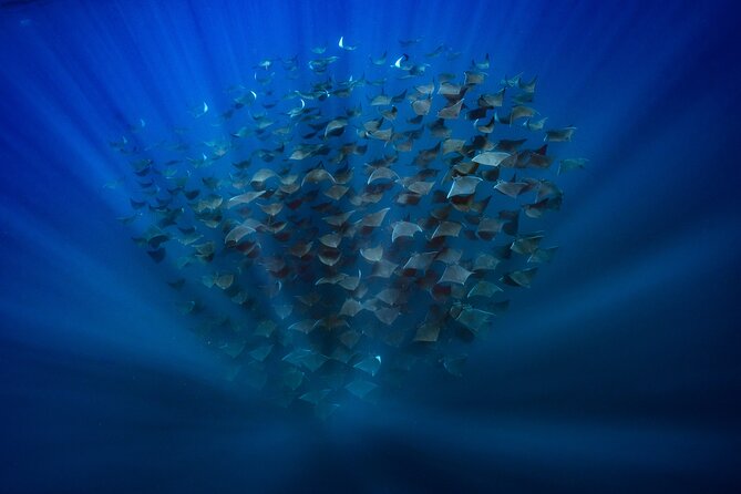 Ocean Safari: Sea Lions, Mobula Rays, Dolphins, Orcas & Whales - How to prepare for a better day