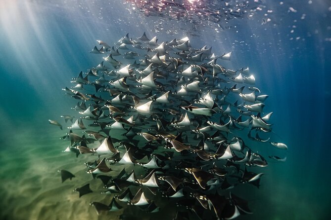 Open Ocean Safari and Whale Watching - At a glance