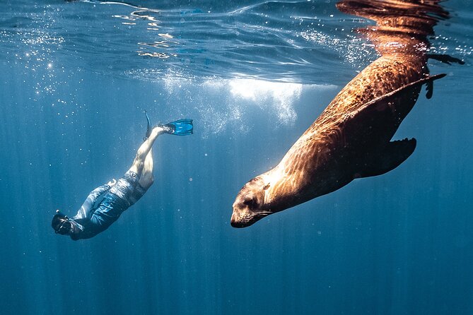 Open Ocean Safari and Whale Watching - Why this safari is different from a standard Cabo boat trip
