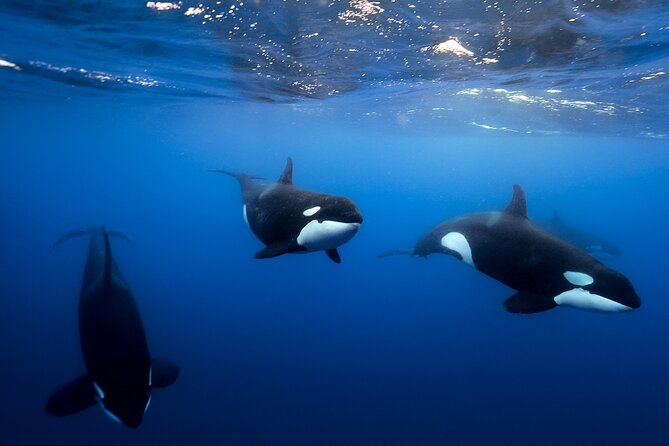 Open Ocean Safari and Whale Watching - El Arco: Cabo’s classic first view