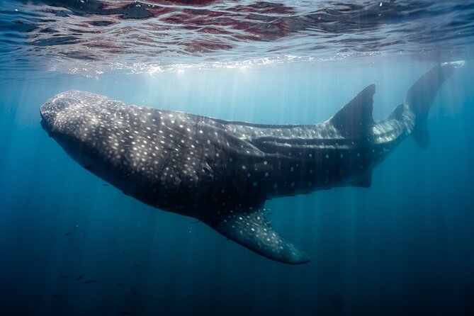 Open Ocean Safari and Whale Watching - Pelican Rock and the chance to snorkel
