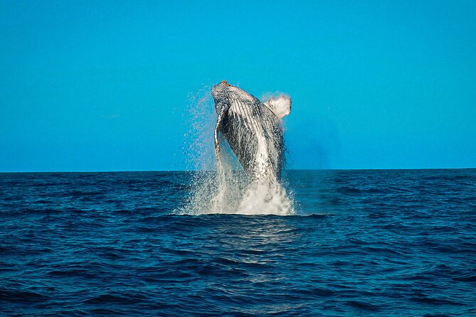Open Ocean Safari and Whale Watching - What the small group means on the water