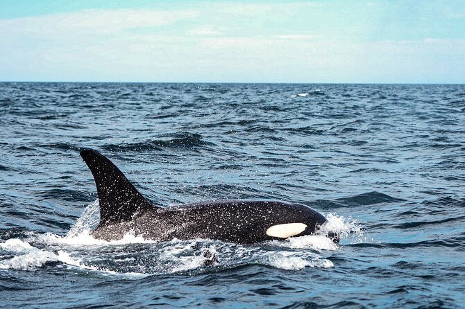 Open Ocean Safari and Whale Watching - Photos, video, snacks, and the extra-cost question