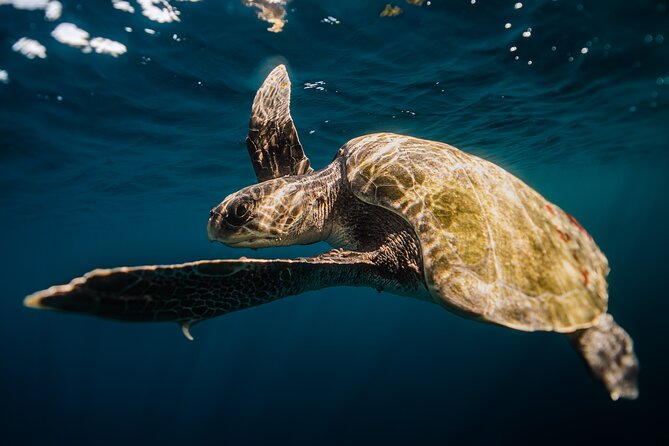Open Ocean Safari and Whale Watching - When the ocean does not cooperate