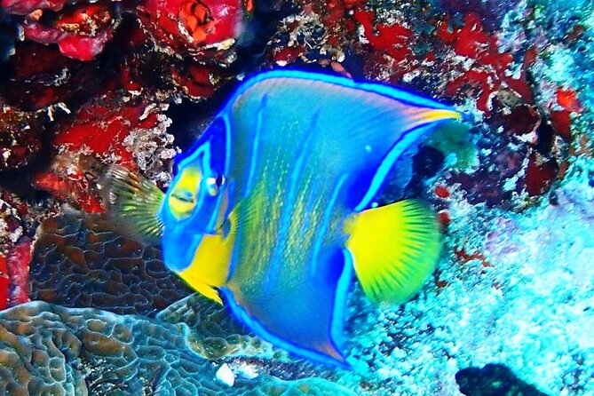Open Water Certification Course-PADI - Learning to scuba in Isla Mujeres