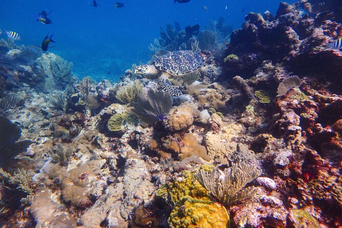 Open Water Certification Course-PADI - Equipment, boats, and what the $520 covers