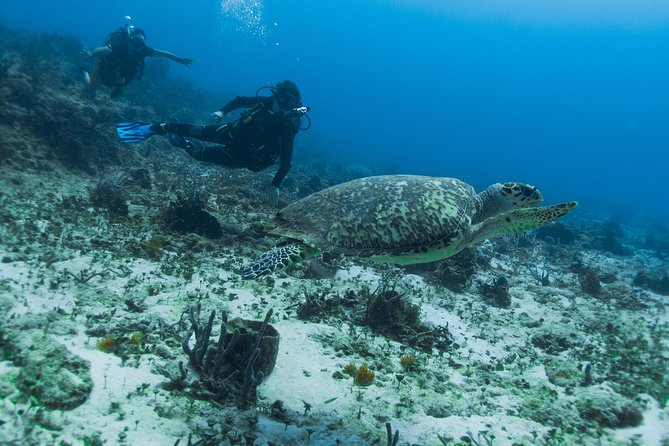Open Water Course Cozumel - What you practice before leaving shore