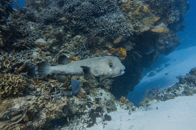 Open Water Course Cozumel - Marine conservation is part of the instruction
