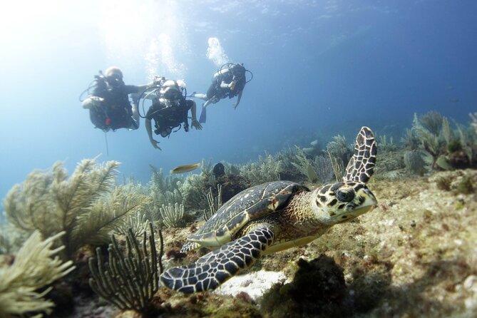 PADI Discover Scuba Diving for divers without certification - MUSA: a gentle first look at the underwater world