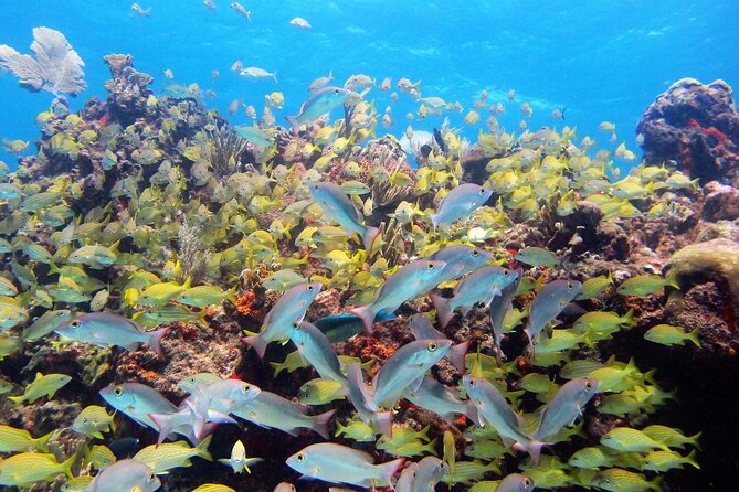 PADI Discover Scuba Diving for divers without certification - What the $169 price means