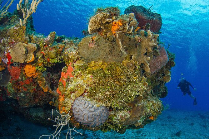 PADI Discover Scuba Diving Tour in Cozumel - Your first underwater session in Cozumel