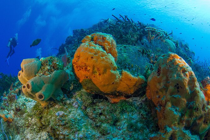 PADI Discover Scuba Diving Tour in Cozumel - Who will get the most from this experience