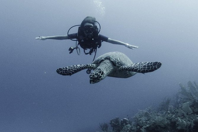 PADI Discover Scuba Diving - The 10-Minute Ride to Costa Maya’s Coral Garden