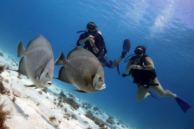 PADI Open Water Diver Course - Who will get the most from this course?