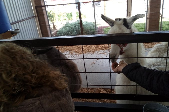 Pai Pai tour - Lemurs, big cats, and the extra activity fees