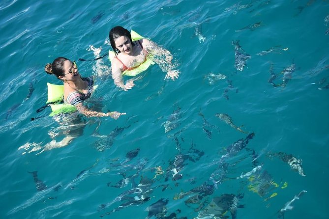 Private Catamaran Snorkeling Cruise in Los Cabos - Sea lions and the chance of larger wildlife