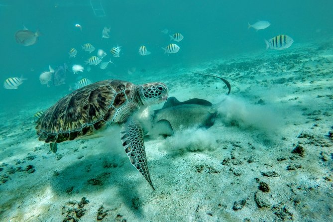Private Cenote & Snorkeling Tour with Turtles in Akumal - Two very different swims in one half-day
