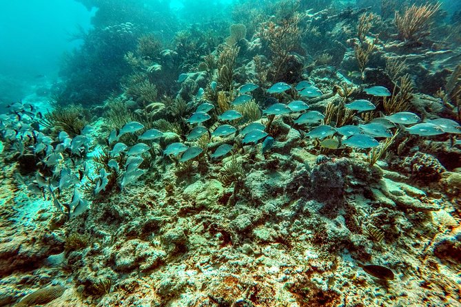 Private Cenote & Snorkeling Tour with Turtles in Akumal - What the private guides add to the day