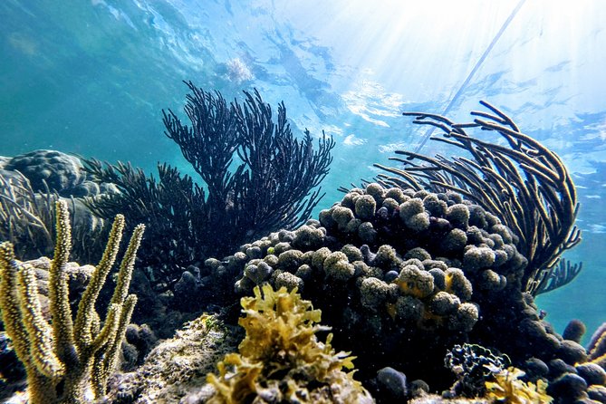 Private Cenote & Snorkeling Tour with Turtles in Akumal - Who will enjoy this tour most