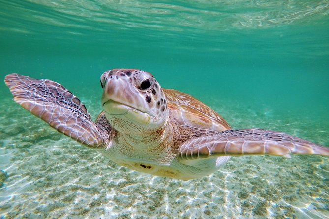 Private Cenote & Snorkeling Tour with Turtles in Akumal - Cancellation and weather details