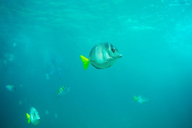 Private Los Cabos Arch & Playa del Amor tour by Glass bottom kayak - Pelican Rock brings the first underwater views