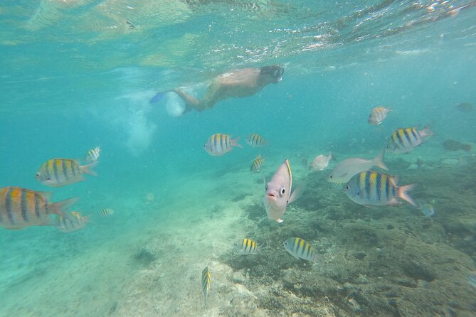 Private MUSA Snorkeling Experience at Isla Mujeres and Cancun - Fish, coral, and the second half of the swim