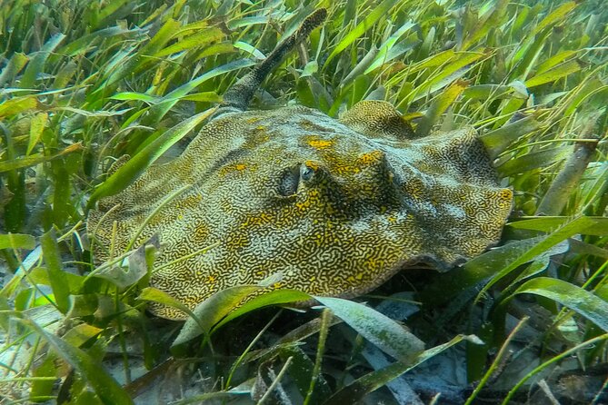 Private (only you) Reef Snorkeling in Puerto Morelos 2x40 minutes - What the private morning looks like