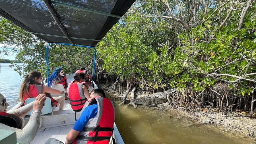 Private Ría Lagartos Boat Tour: Flamingos & Crocodiles - Reading the mangrove channels