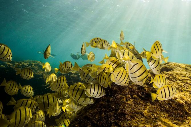 Private Snorkeling Tour in Cabo San Lucas - The Arch and Cabo’s Famous Shoreline