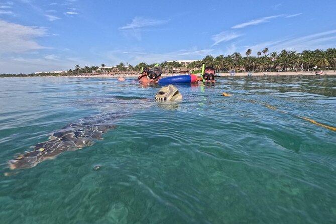 Private Snorkeling with Sea Turtles in Akumal Beach - Swimming beside turtles in Akumal Bay