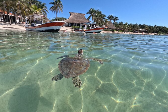 Private Snorkeling with Sea Turtles in Akumal Beach - Open-ocean conditions are the main consideration