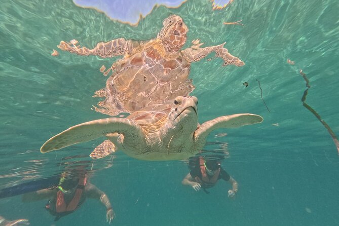 Private Snorkeling with Sea Turtles in Akumal Beach - Turtles first, reef life second